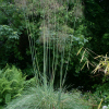 Stipa gigantea - abriachan nurseries